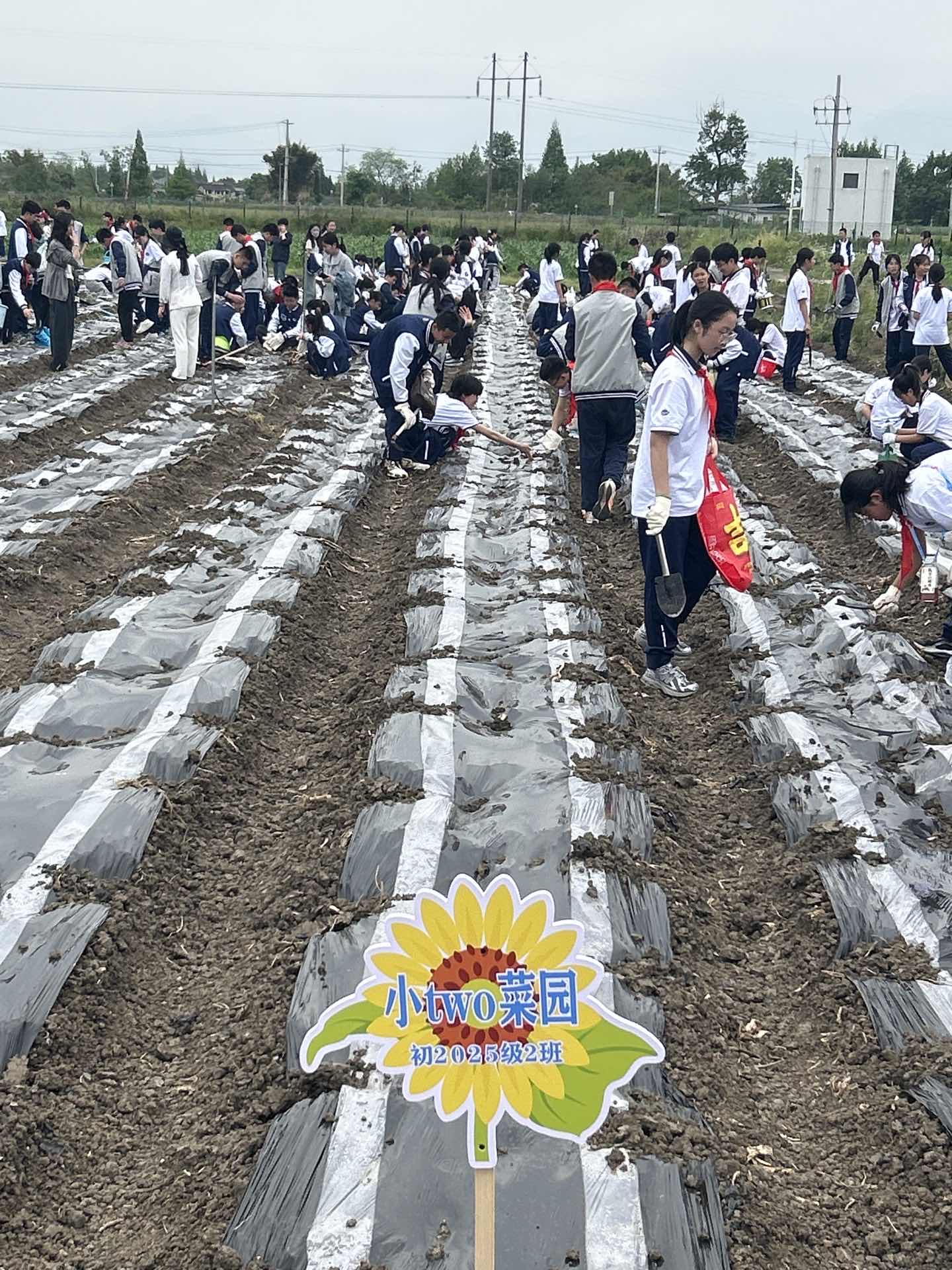 学习种菜